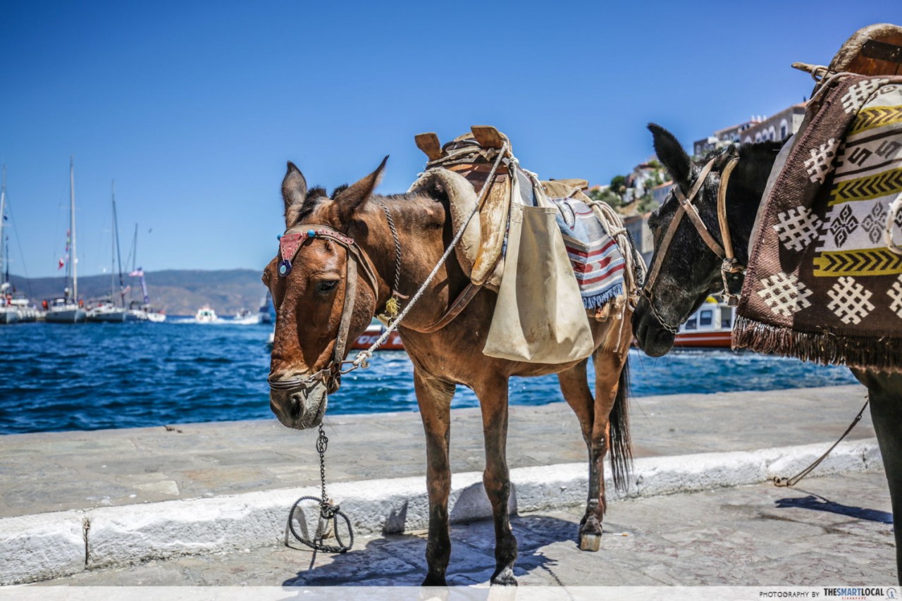 hydra island greece donkey transport