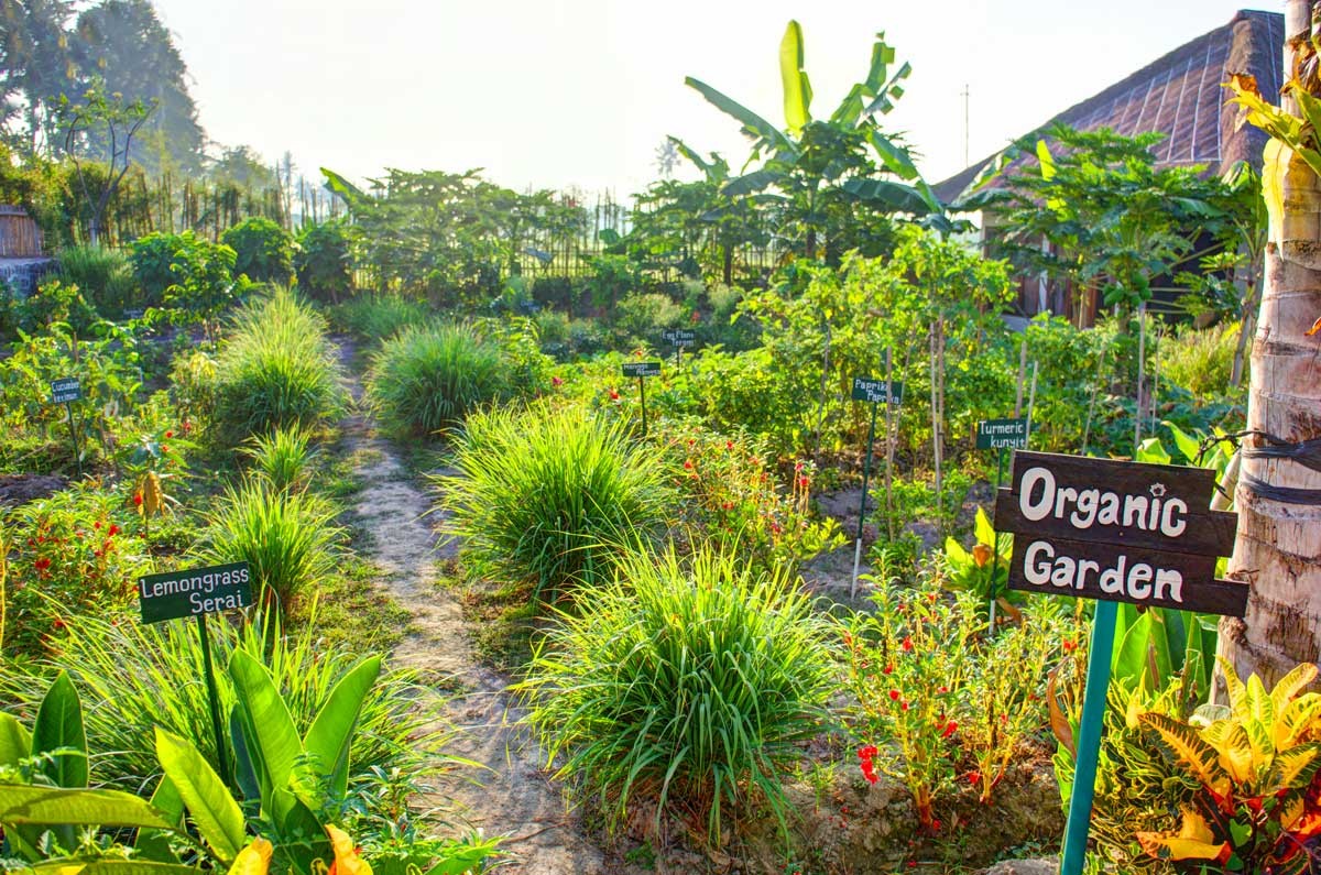 Bali Eco-Resorts - Floating Leaf Organic Garden