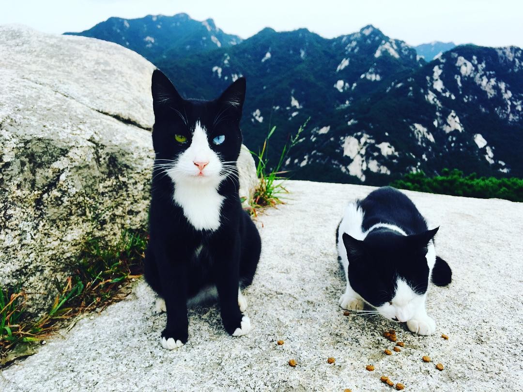 Residents cats on the mountain