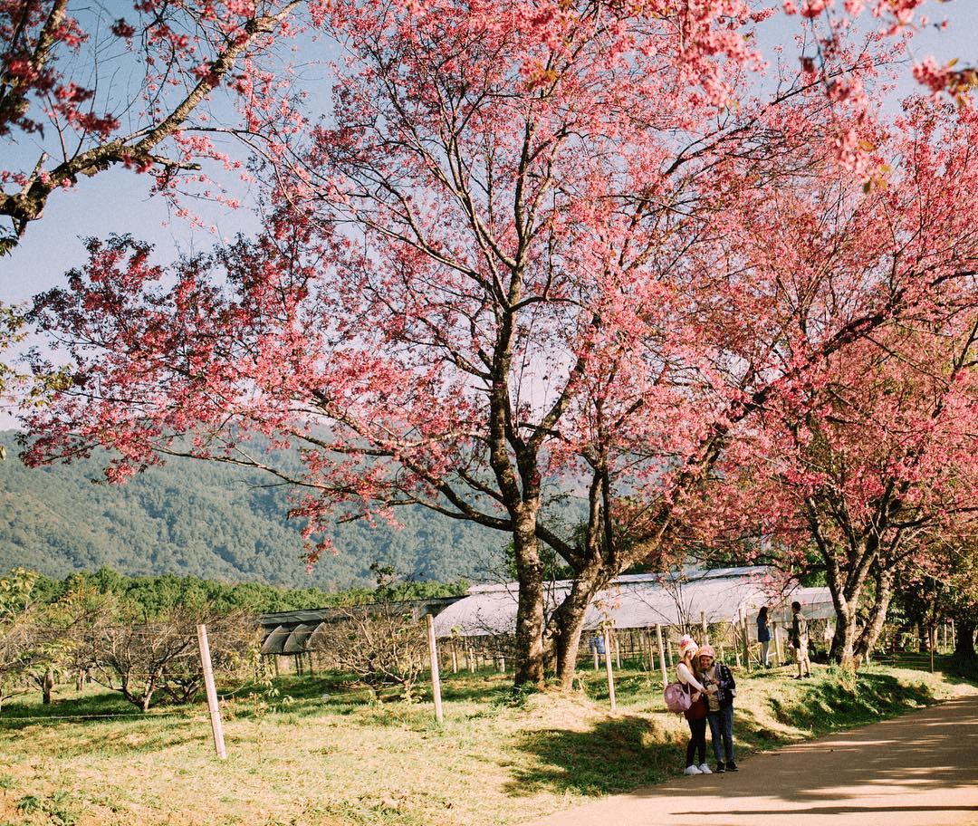 Best cherry blossoms in Thailand (10) - Khun Wang Royal Agricultural Research Centre