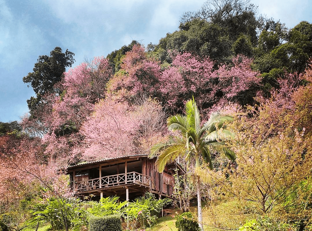 Best cherry blossoms in Thailand (2) - Khun Chang Khian Highland Agriculture Research Centre