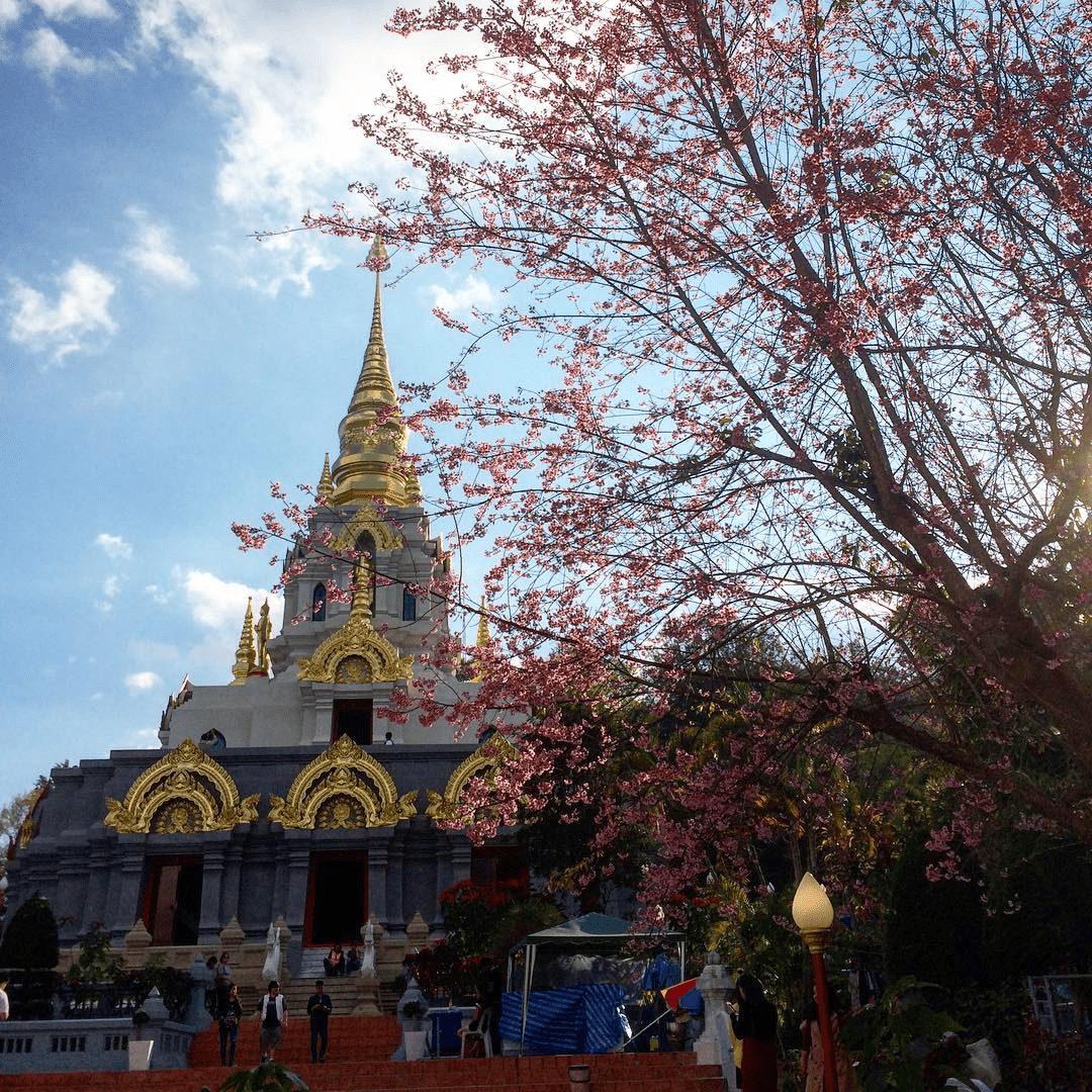 Best cherry blossoms in Thailand (22) - Sinakarintra Stit Mahasantikhiri Pagoda in Doi Mae Salong