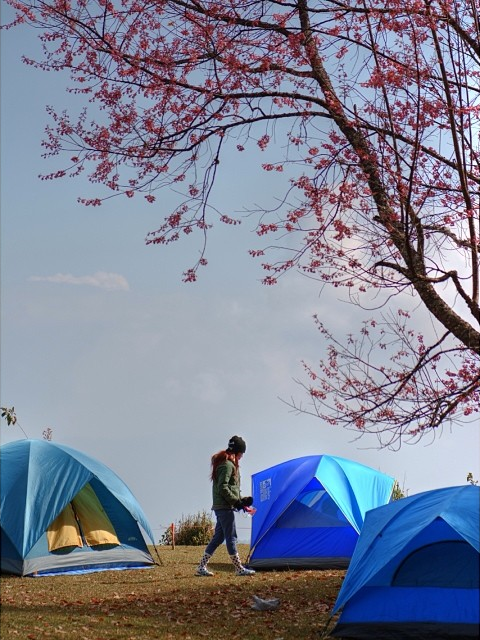 Best cherry blossoms in Thailand (9) - Khun Mae Ya campsite