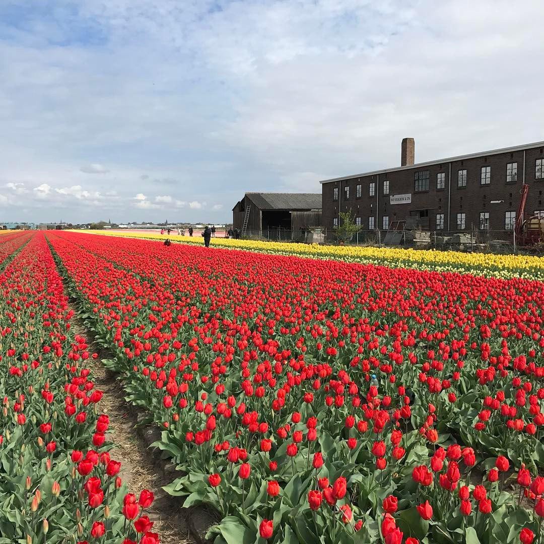 KLM - Amsterdam Tulips