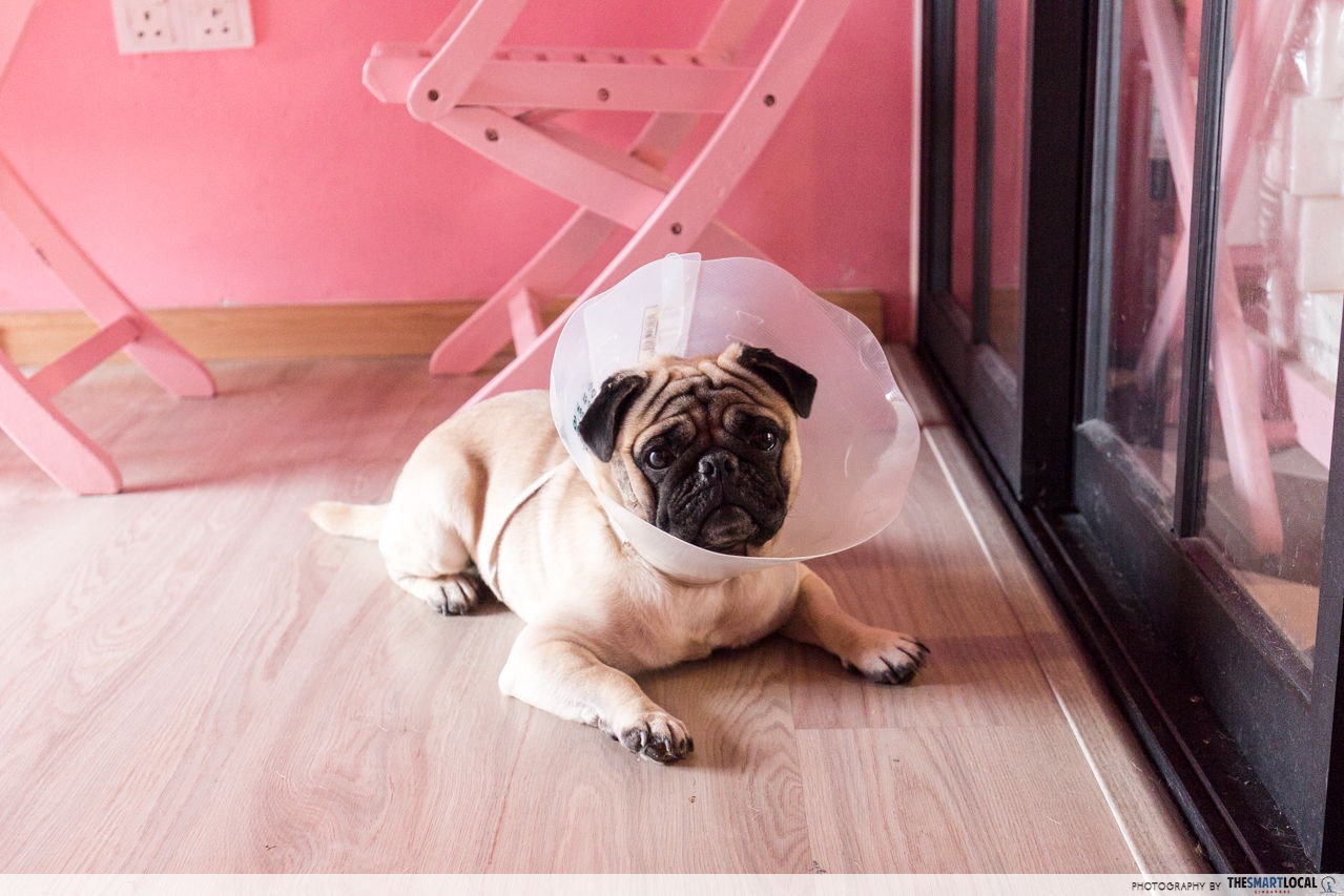 Once Upon A Time Cafe & Boutique's resident pug