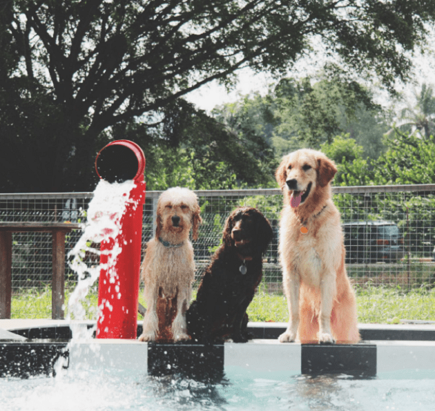 Sunny Heights dog-friendly pool Singapore