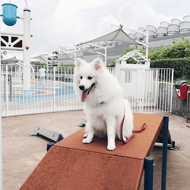 k9 park obstacle course dog playground nex