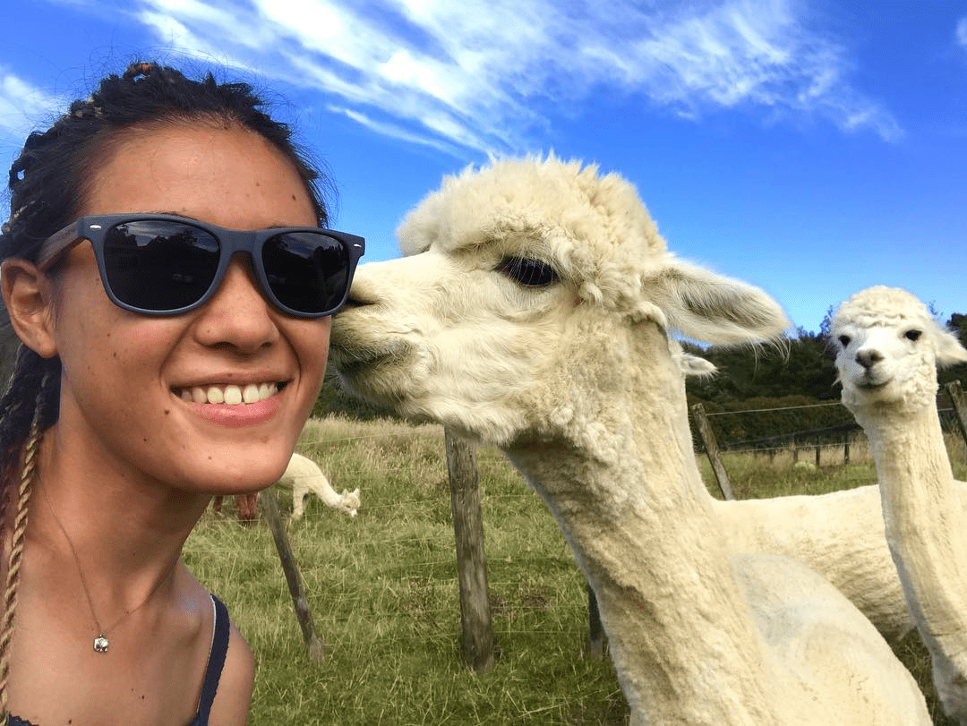 WWOOFing with alpacas in New Zealand