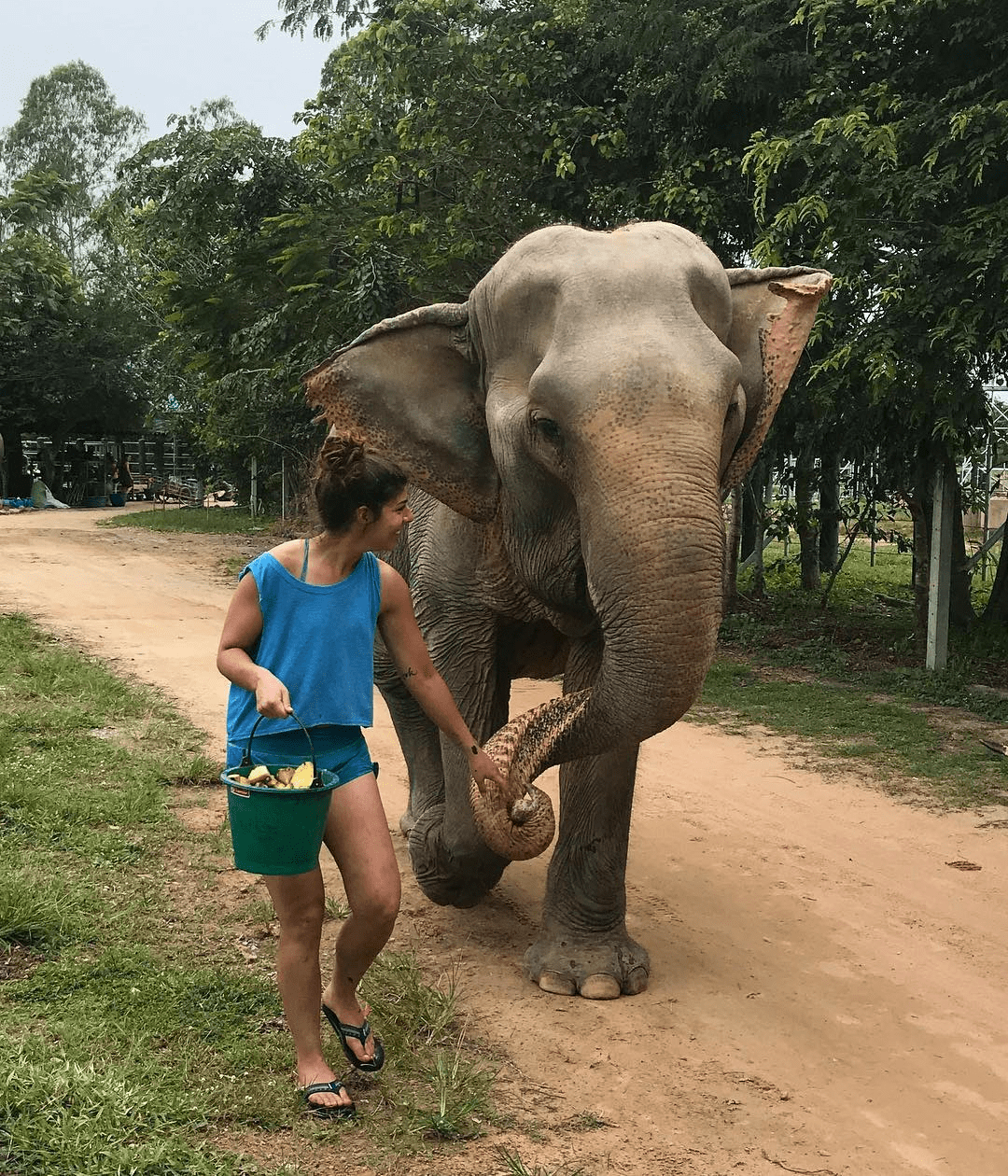 Volunteering at animal rescue centre - elephants