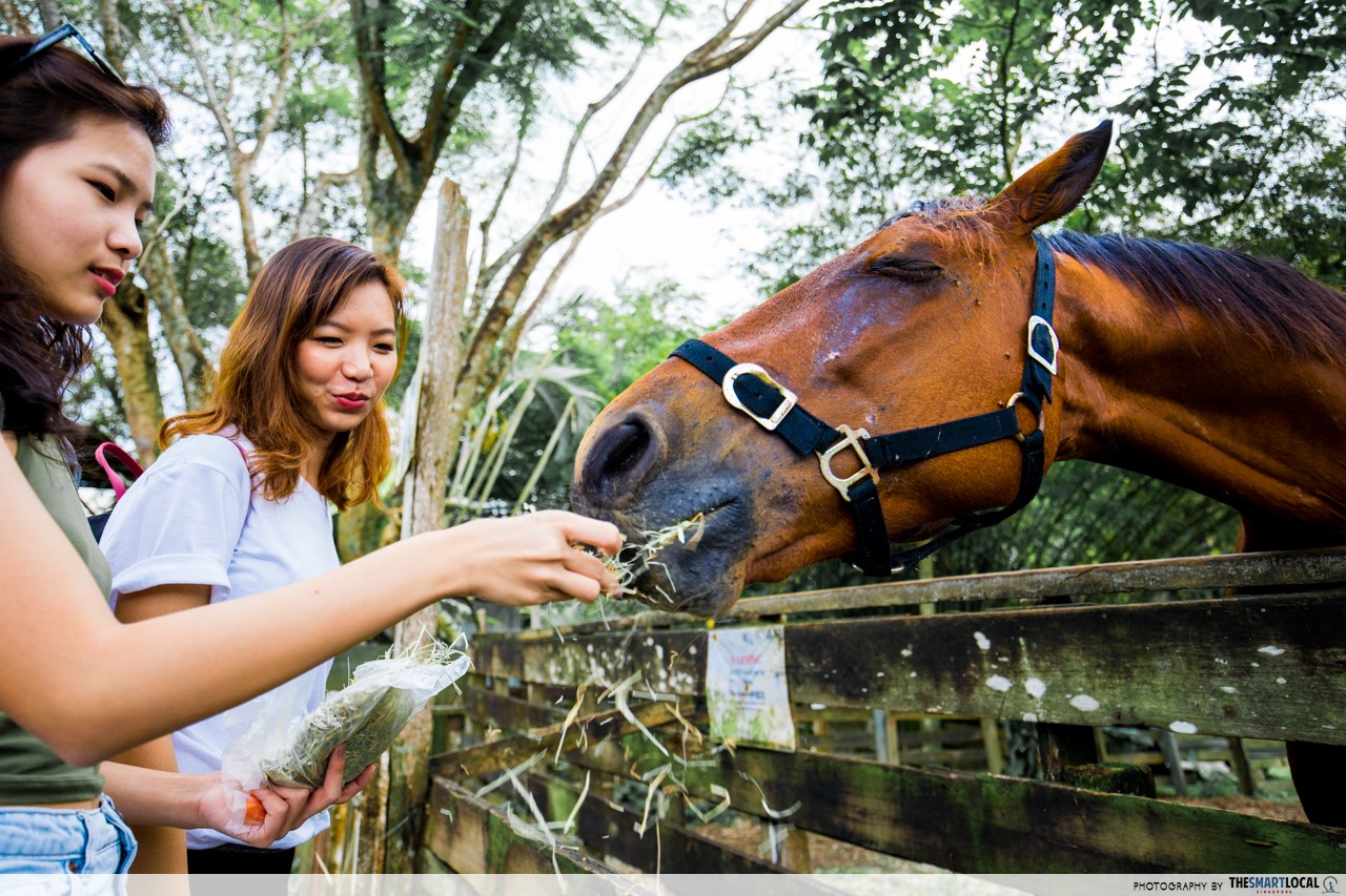 the animal resort seletar horse feeding 
