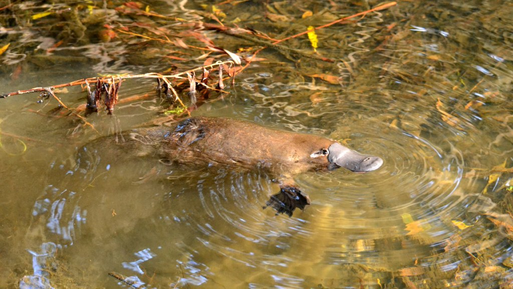 Heysen Trail - platypus spotting