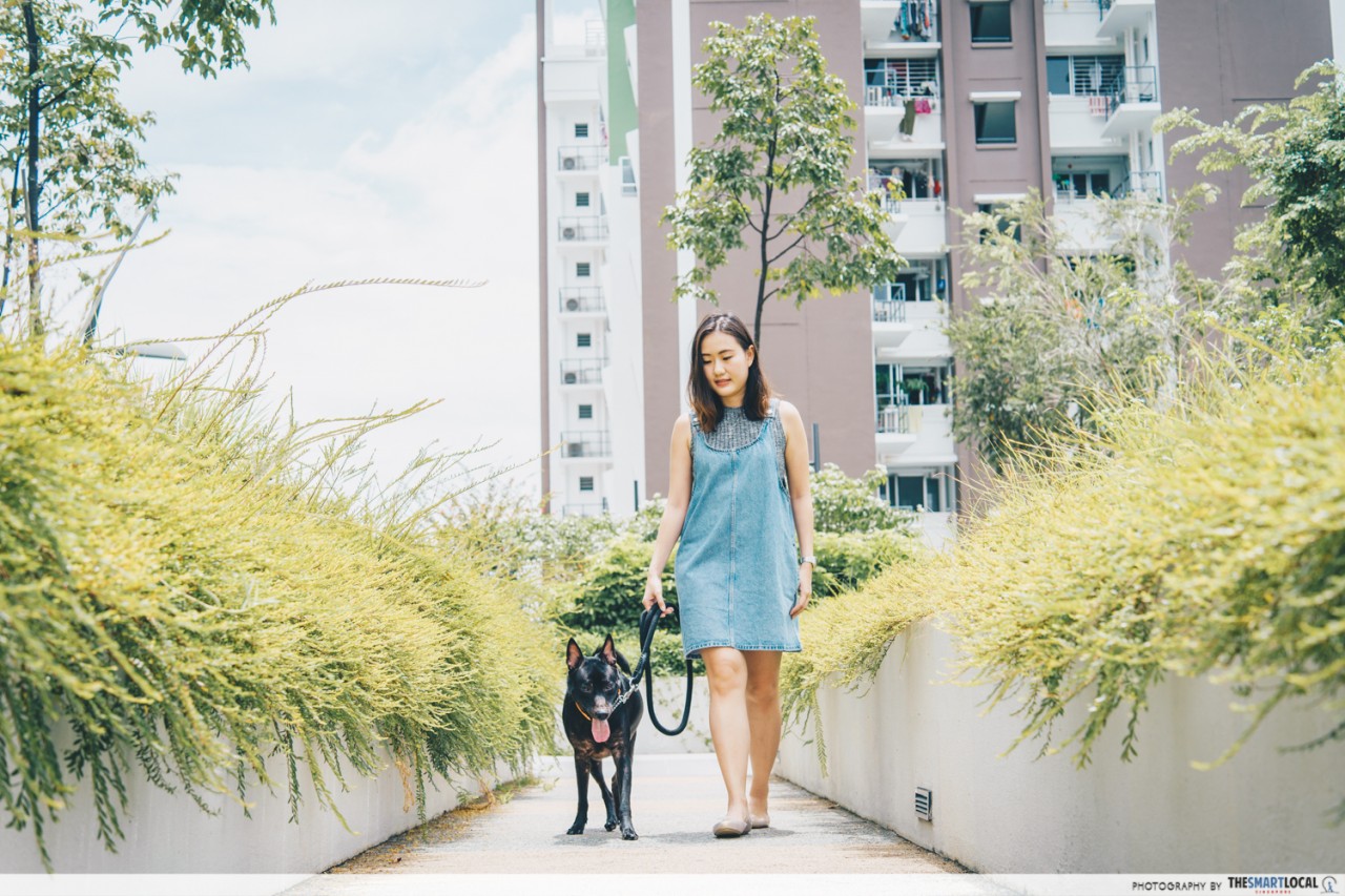 walking dogs adopted singaporean special stray 