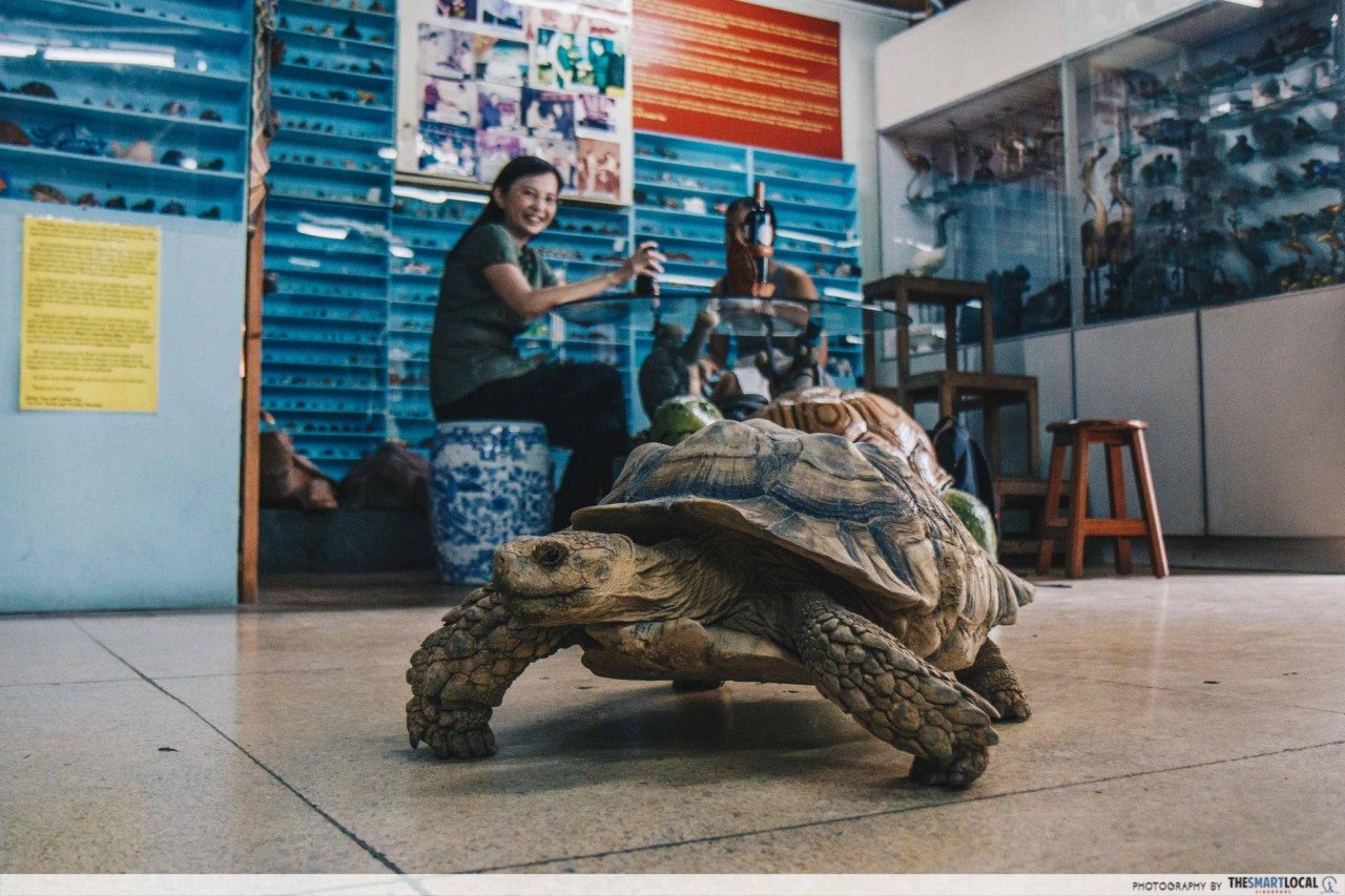 Live Turtle and Tortoise Museum singapore