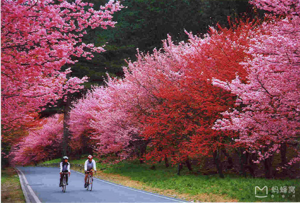 Taipingshan national forest cherry blossom
