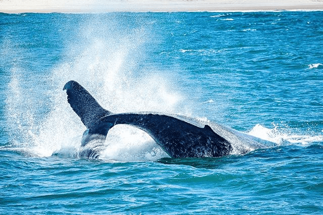 Whale watching at Gold Coast