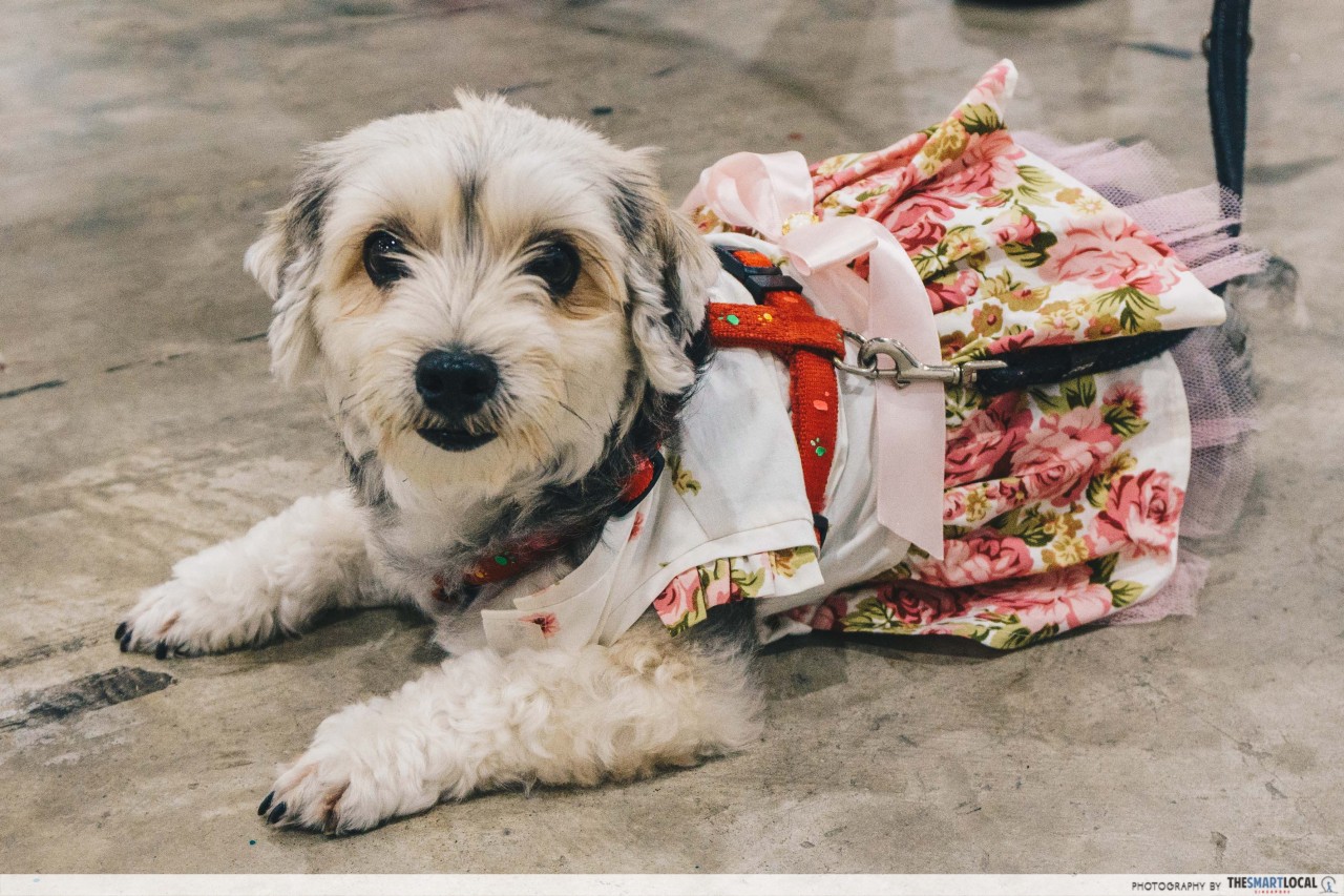 Dressing up your dog at the PetExpo