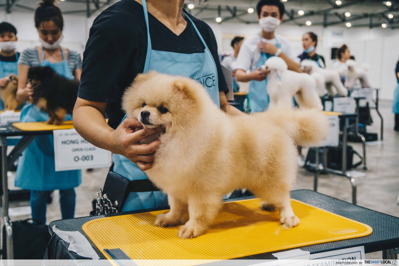 Dog grooming at the PetExpo
