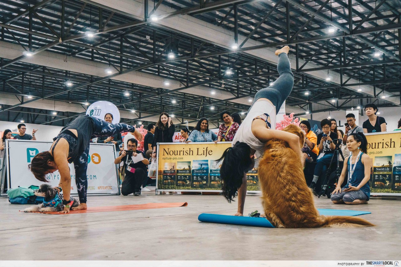 Trying out yoga with your dog at the Pet Expo