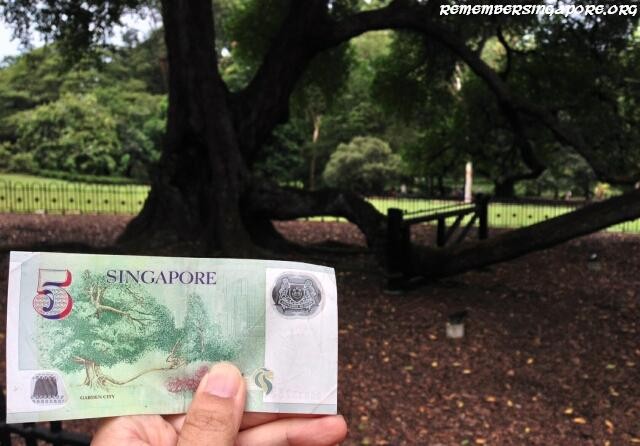 singapore $5 tembusu tree
