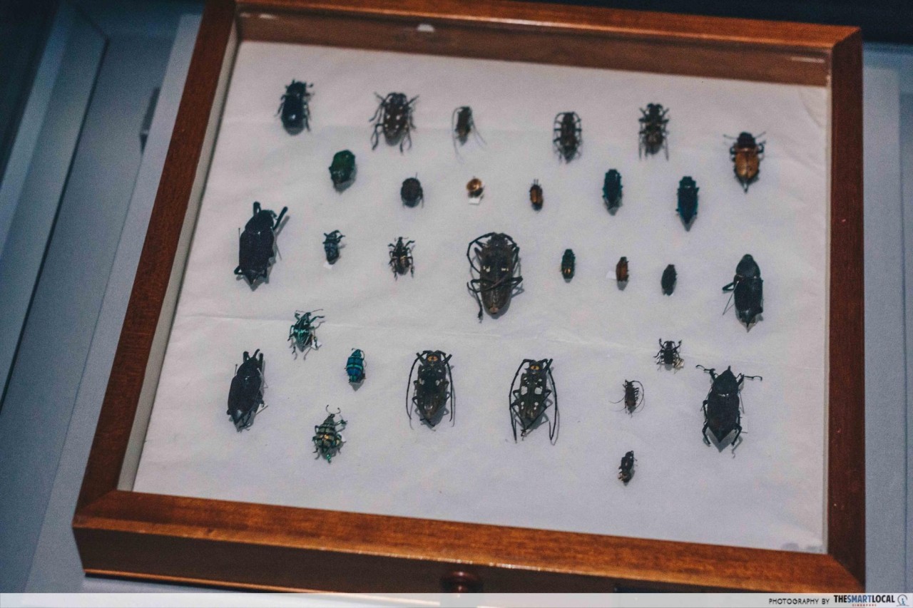 Beetles at Treasures of the Natural World