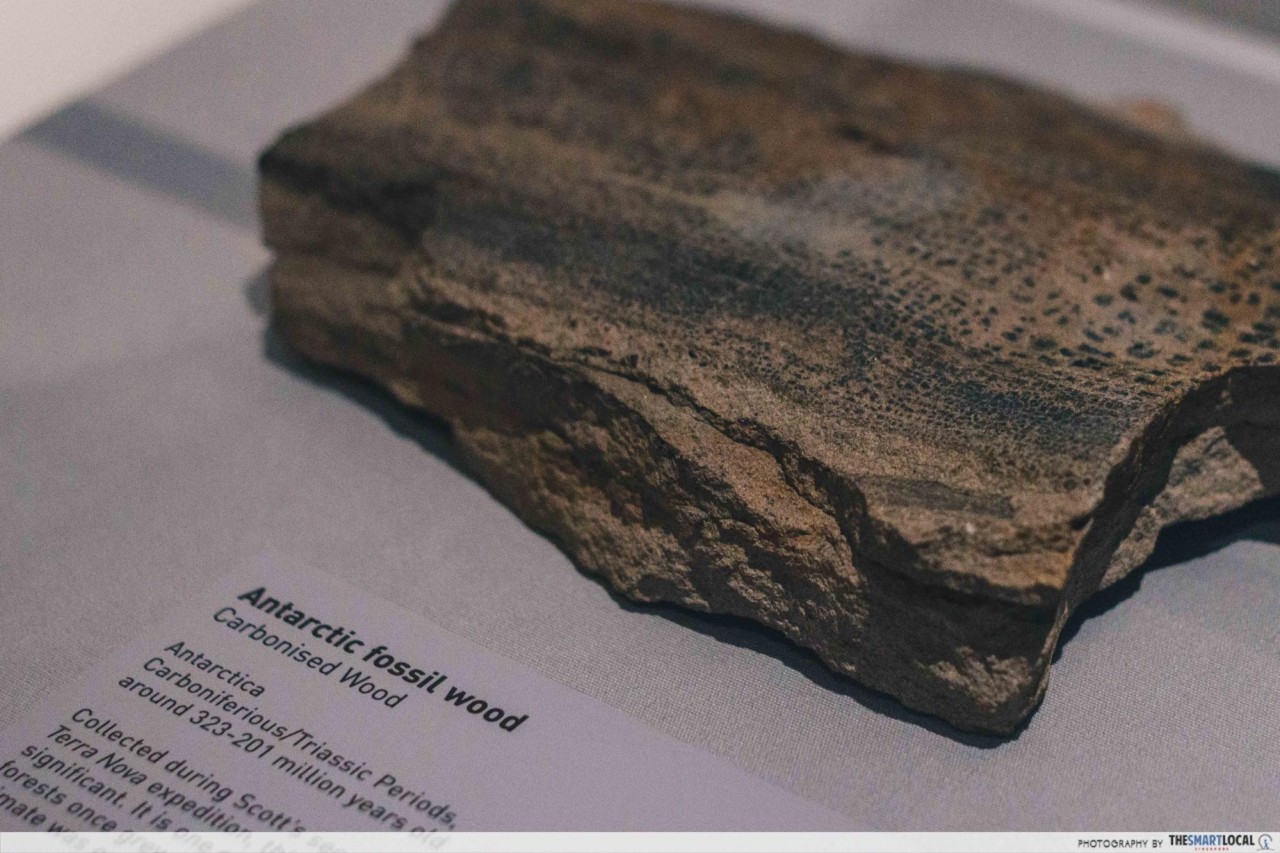 Antarctic fossil wood at Treasures of the Natural World