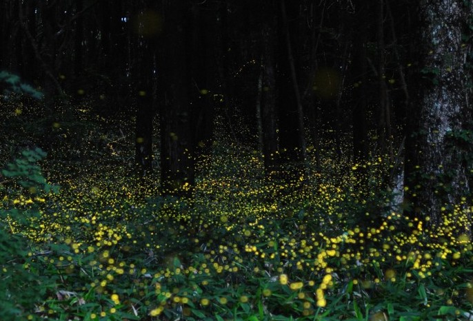 rampayan island kota kinabalu fireflies