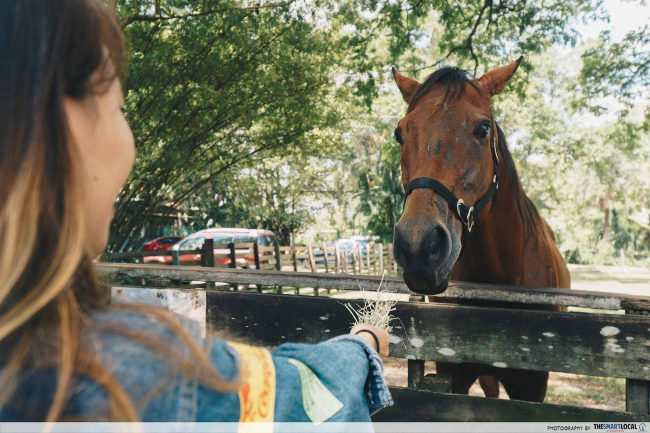 the animal resort singapore horse seletar farmway