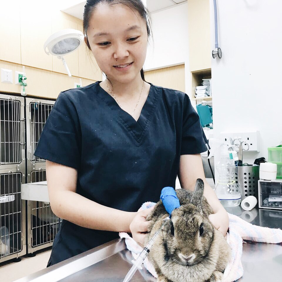 rabbit vet in singapore