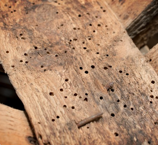 woodboring beetles holes in furniture