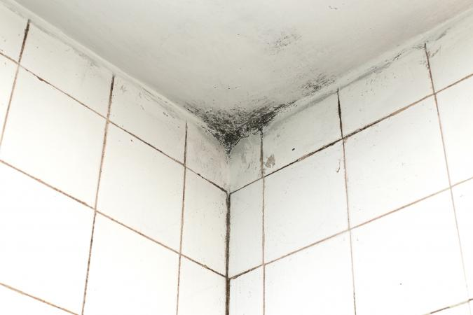 Mould and mildew toilet