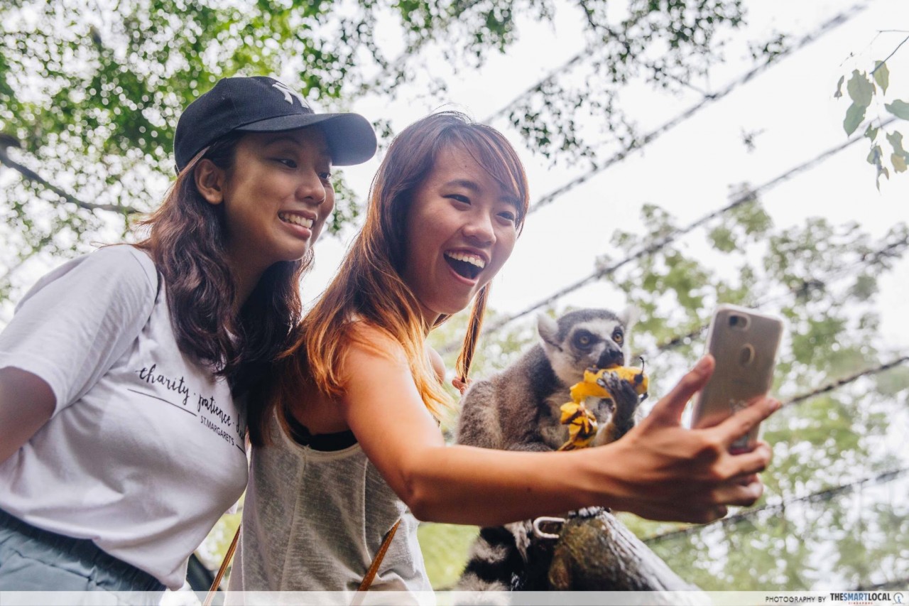 Selfie with ring tailed lemurs singapore zoo 