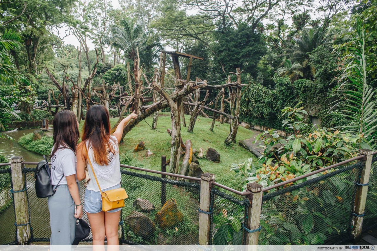 orangutan island singapore zoo