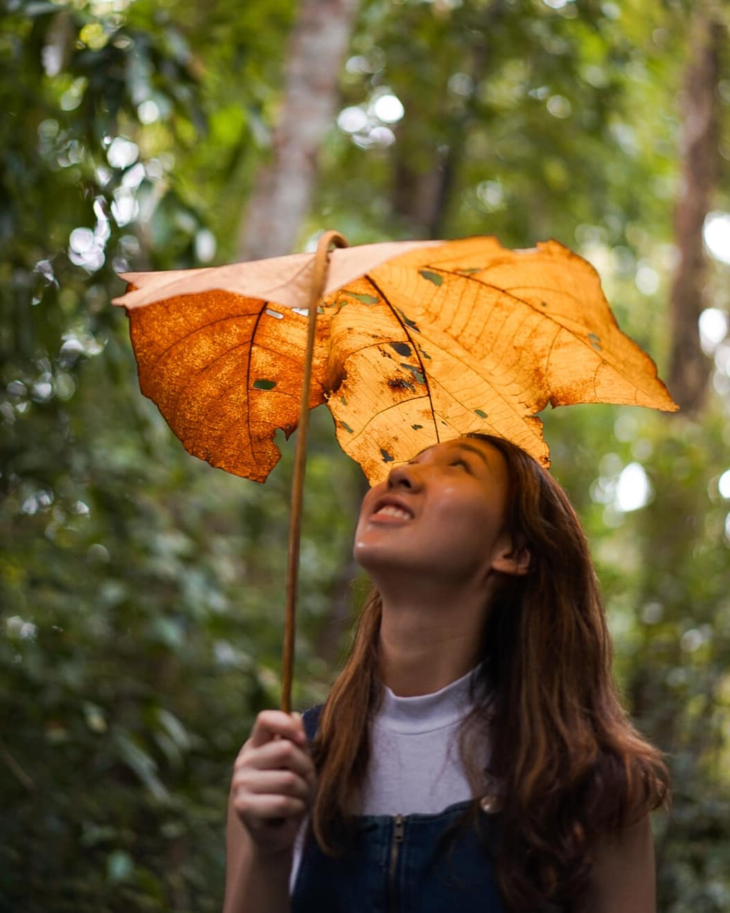Botanic Gardens - Walk of Giants Big Leaf Umbrella