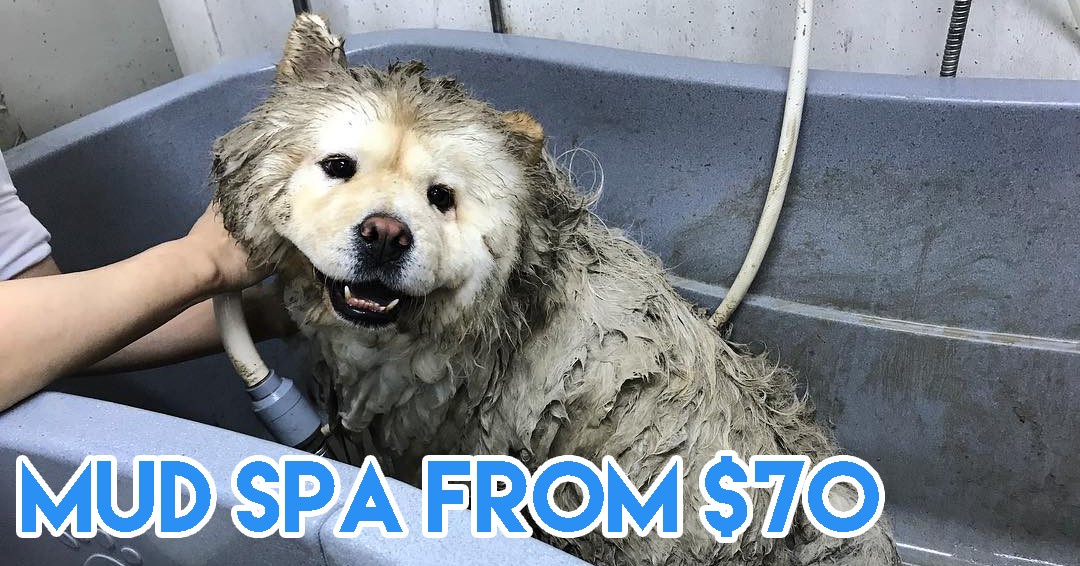 Dog spas in Singapore - mud spa