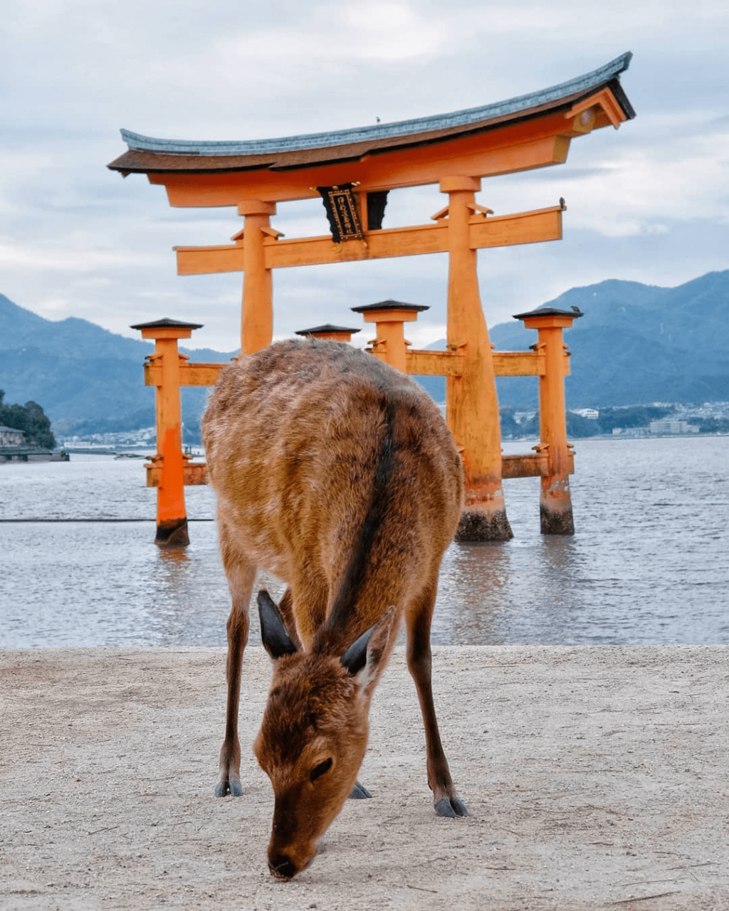 deer posing in front of torii