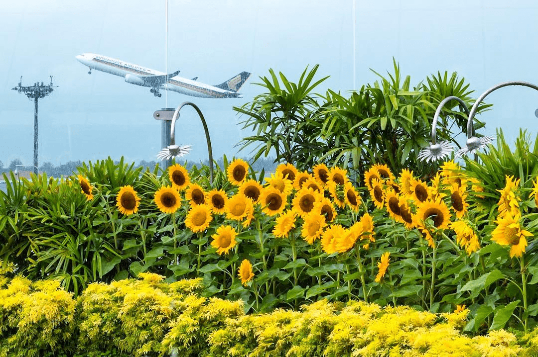 sunflower garden changi airport