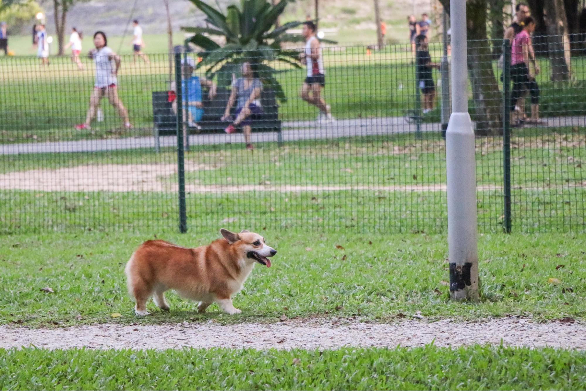 15 Free Dog Runs/Dog Parks In Singapore For Chubby Doggos ...