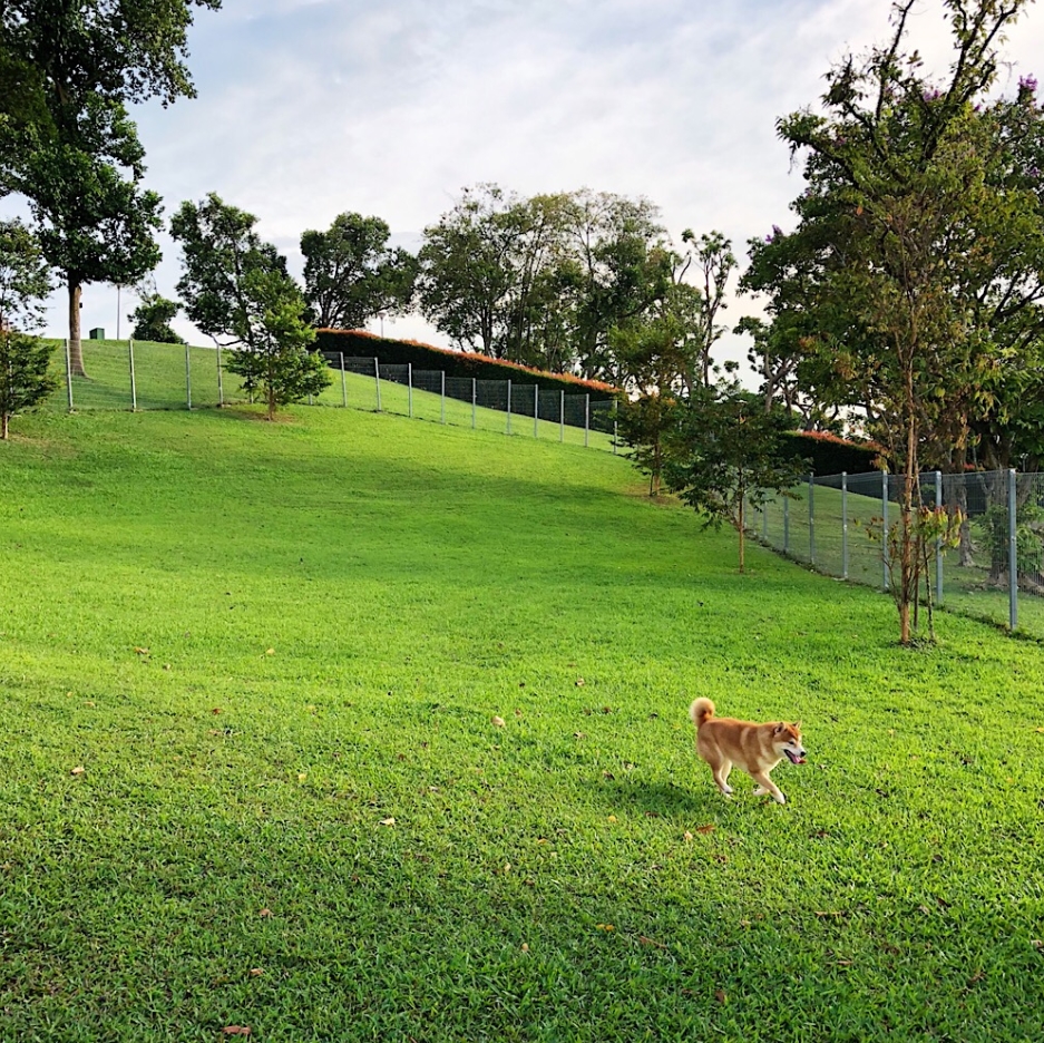15 Free Dog Runs/Dog Parks In Singapore For Chubby Doggos To Exercise & Socialise At TheSmartLocal