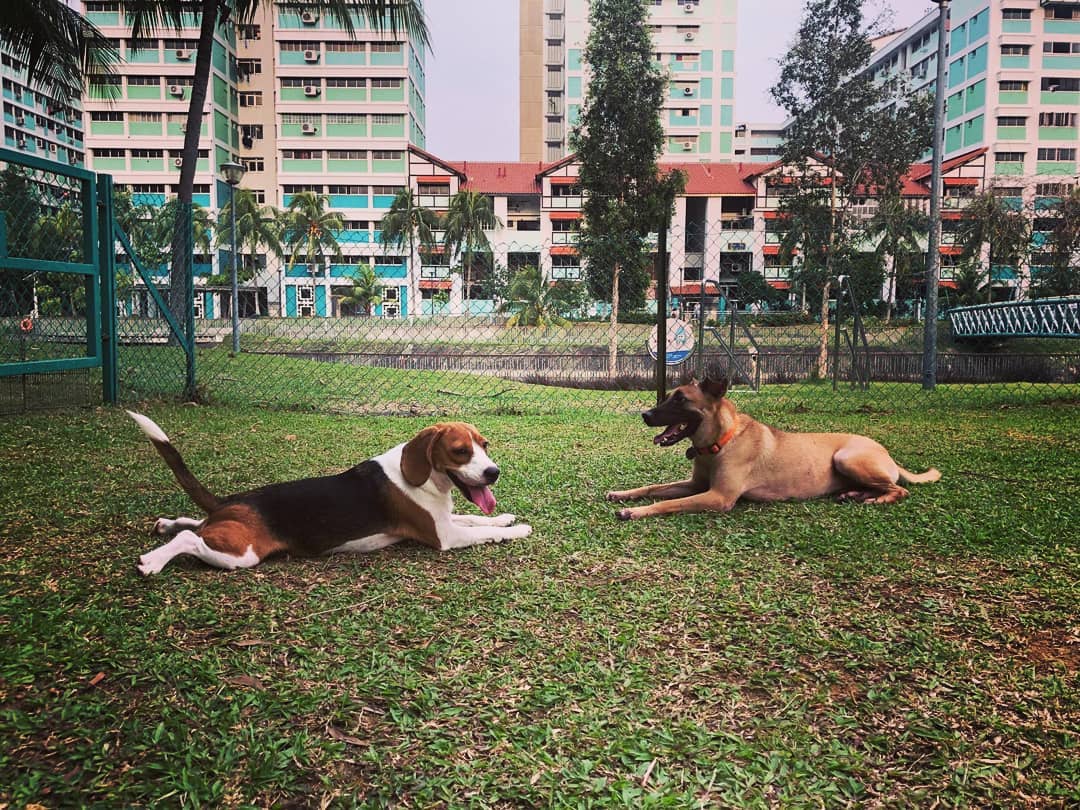 15 Free Dog Runs/Dog Parks In Singapore For Chubby Doggos To Exercise & Socialise At TheSmartLocal
