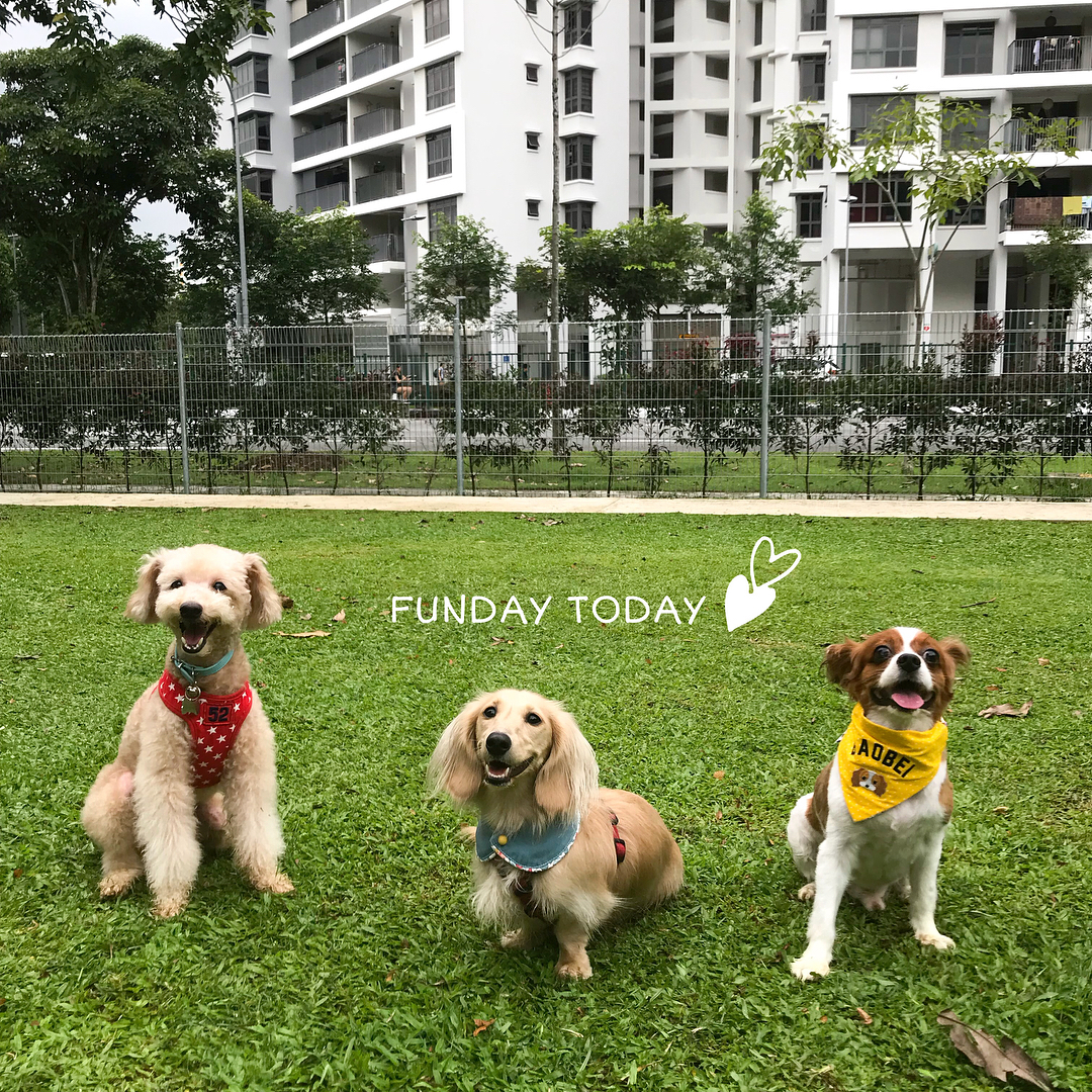 15 Free Dog Runs/Dog Parks In Singapore For Chubby Doggos To Exercise & Socialise At TheSmartLocal