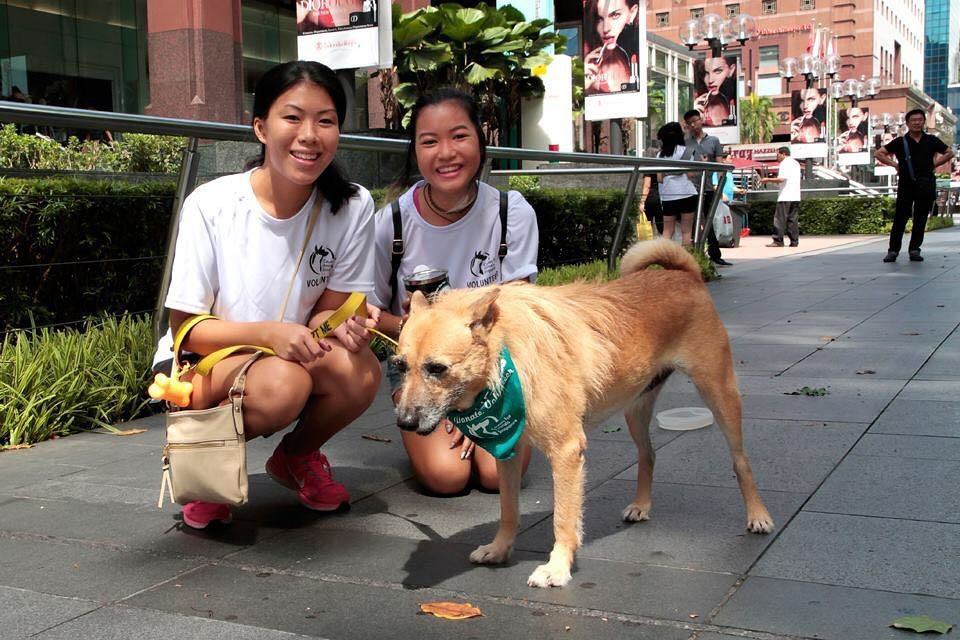10 Places For Animal Lovers To Volunteer At In Singapore TheSmartLocal