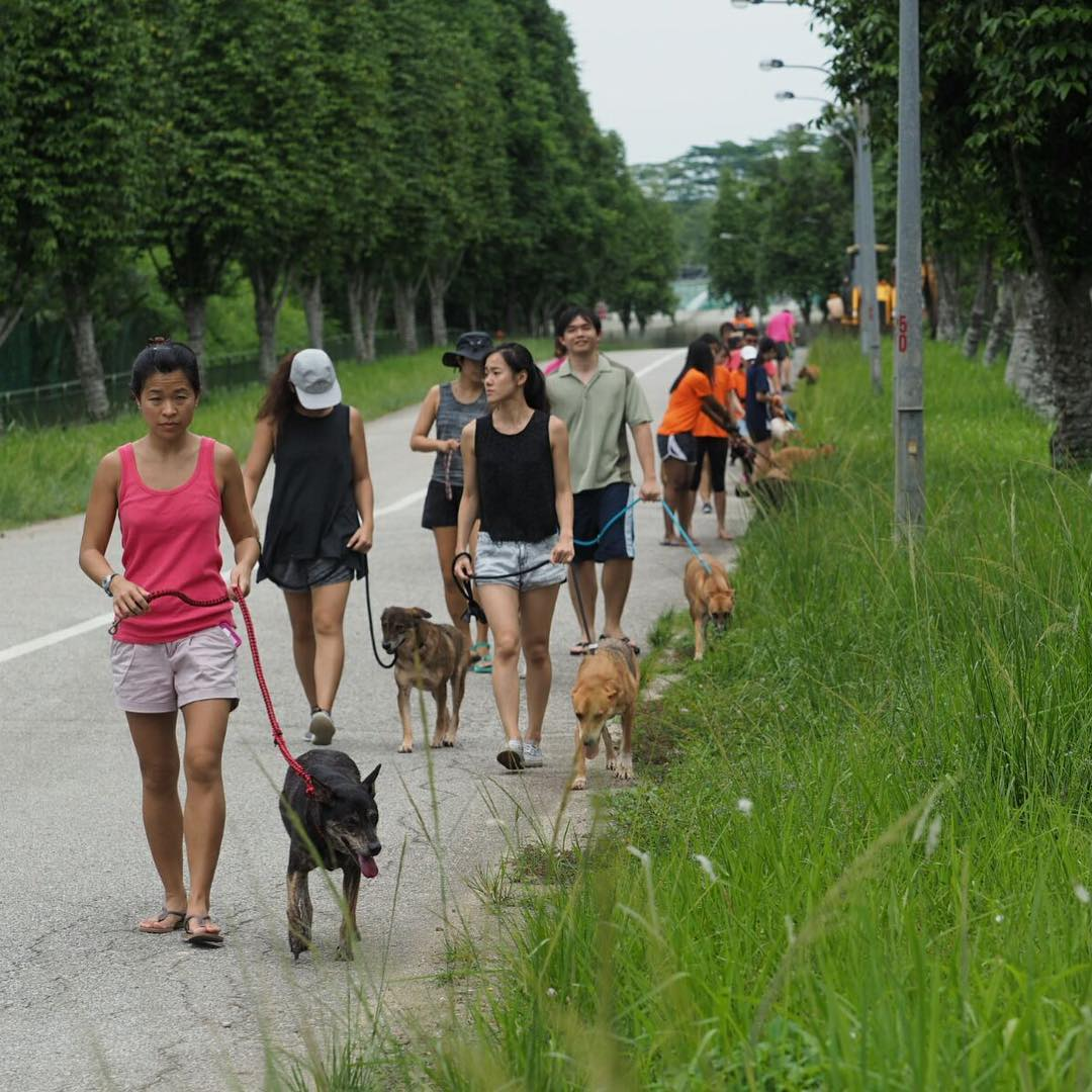 10 Places For Animal Lovers To Volunteer At In Singapore TheSmartLocal