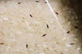 rice bugs bug uncooked washing weevil look food infestation rid insect things dried hacks should know disgusting natural she girl