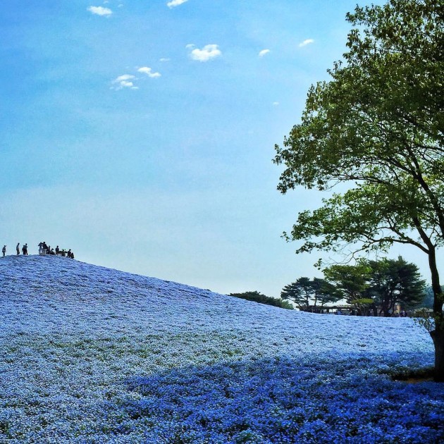 hill covered with blue flowers