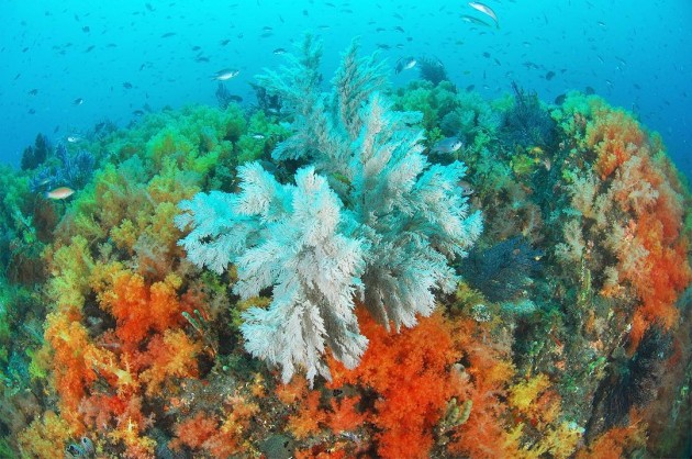 jeju island coral reef diving