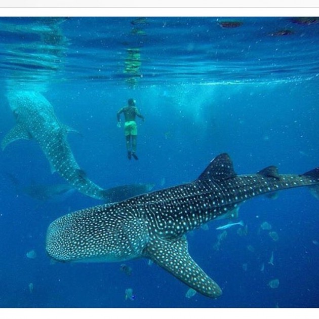 swim with leopard sharks 