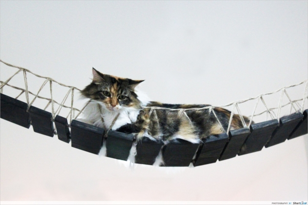 cat on swing bridge