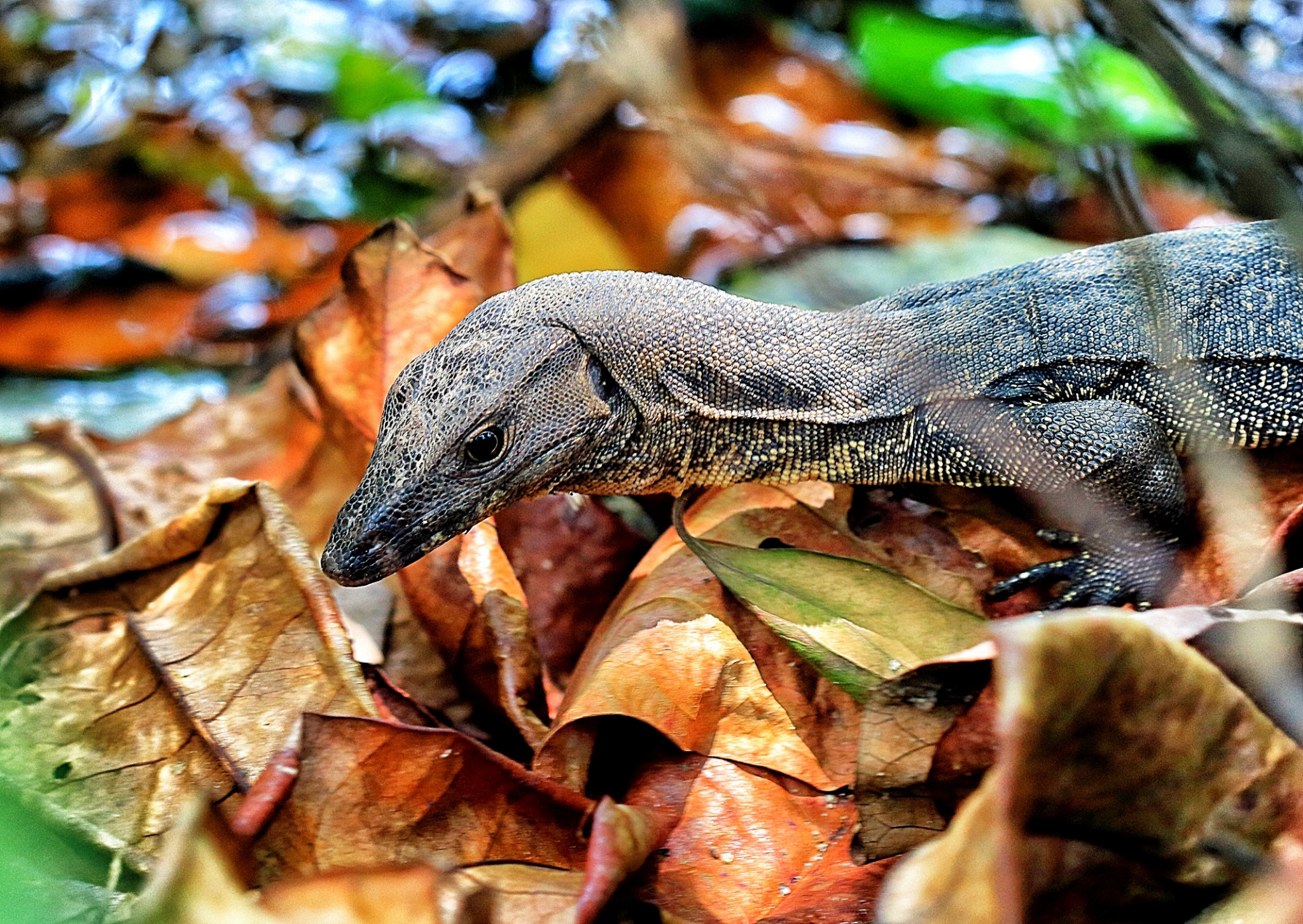 The Water Monitor Lizards Of Sungei Buloh Thesmartlocal