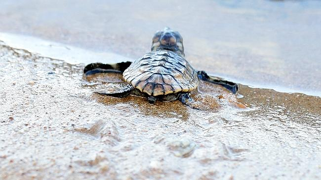 How To Be Part Of Queensland's Best Kept Secret: Turtle Births ...