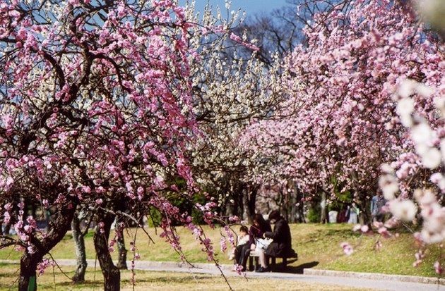 Cherry blossoms Tokyo